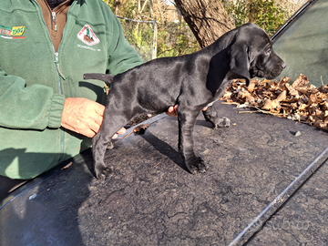 Cucciolo bracco tedesco