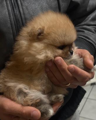 Spitz Pomerania