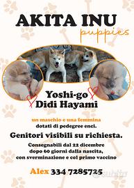 Cuccioli di Akita Inu