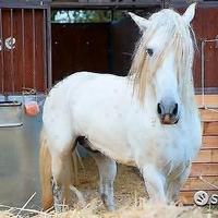 Cavallo Spagnolo Andaluso Addestrato Elegante CB