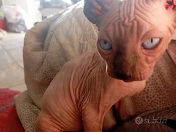 CaNaDiaN SPhyNx