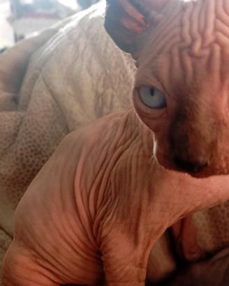 CaNaDiaN SPhyNx