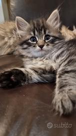 Cuccioli gatto Siberiano