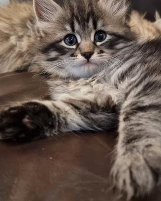 Cuccioli gatto Siberiano