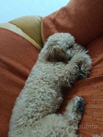 Cucciolo barboncino toy di 6 mesi