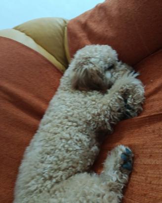 Cucciolo barboncino toy di 6 mesi