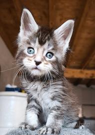 Maine coon