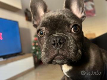 Bulldog francese