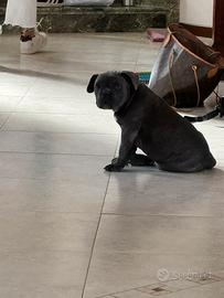 Bulldog francese