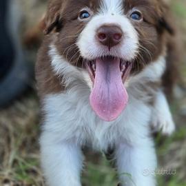 Cuccioli di Border Collie
