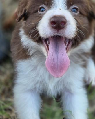 Cuccioli di Border Collie