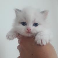 Cuccioli ragdoll