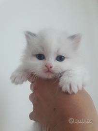 Cuccioli ragdoll