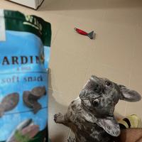 MERLE/BLUE Bulldog francese maschio