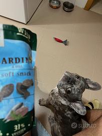 MERLE/BLUE Bulldog francese maschio