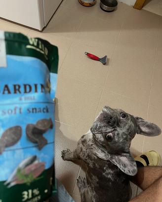MERLE/BLUE Bulldog francese maschio