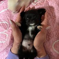 Chihuahua cuccioli