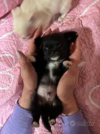 Chihuahua cuccioli