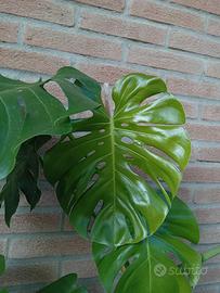 monstera deliciosa 