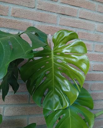 monstera deliciosa 