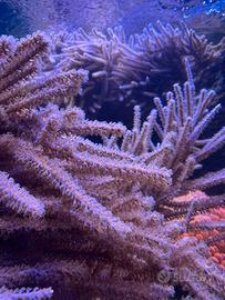 Corallo molle Gorgonia rosa