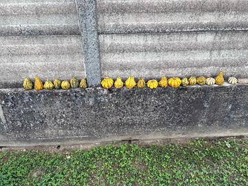 Piccole zucche ornamentali da arredo