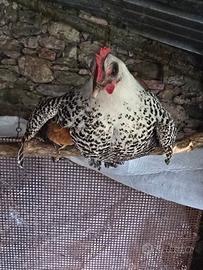 Galline ornamentali
