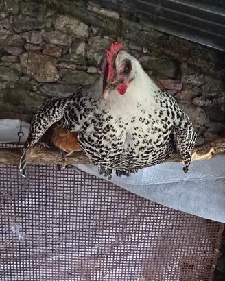 Galline ornamentali