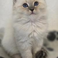 Cuccioli di gatto siberiano ipoallergenici