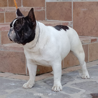 Bulldog francese Testato