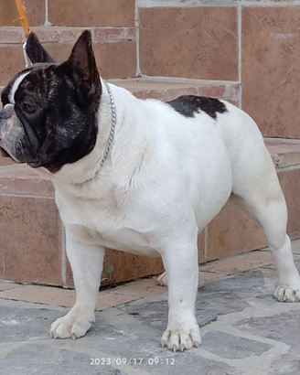 Bulldog francese Testato