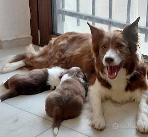 Border collie red