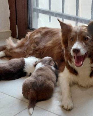 Border collie red