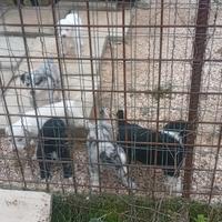Animali
