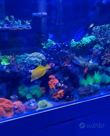 Lps-sps coralli acquario marino