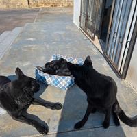 Cuccioli pastore tedesco nero