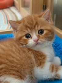 British shorthair