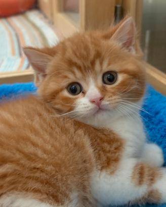 British shorthair