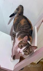 Gattina
