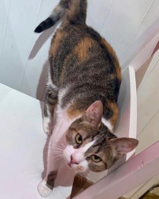 Gattina