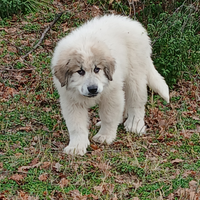 Cucciolo di montagna dei Pirenei