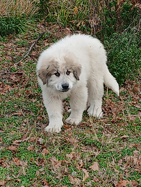 Cucciolo di montagna dei Pirenei