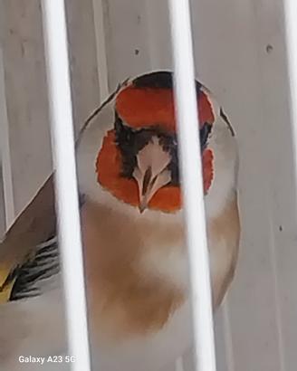 Cardellino maschio major