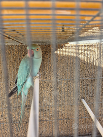 Coppie blu parrocchetti dal collare