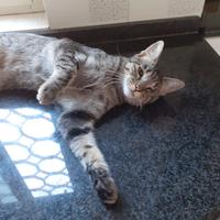 Mafalda gattina ipovedente in adozione