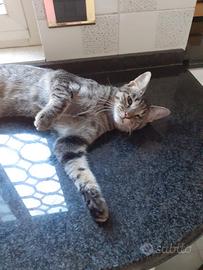 Mafalda gattina ipovedente in adozione