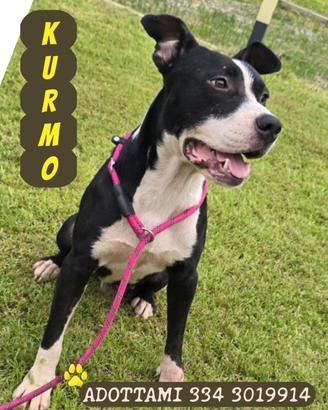 KURMO: cucciolone di 2 anni