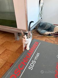 Gatto incrocio europeo