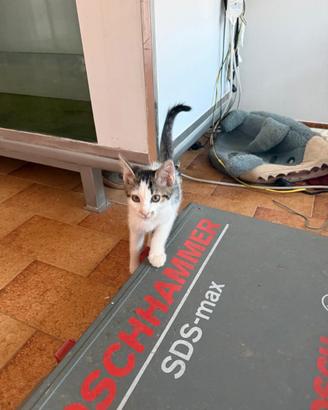 Gatto incrocio europeo