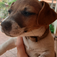 Vendita femminuccia jack russell